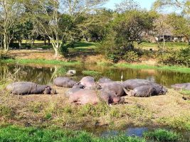 hippos-enjoying-the-winter